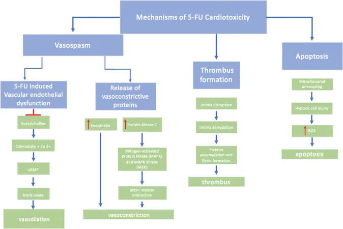 A patient, who was diagnosed with Stage IV Colorectal Cancer